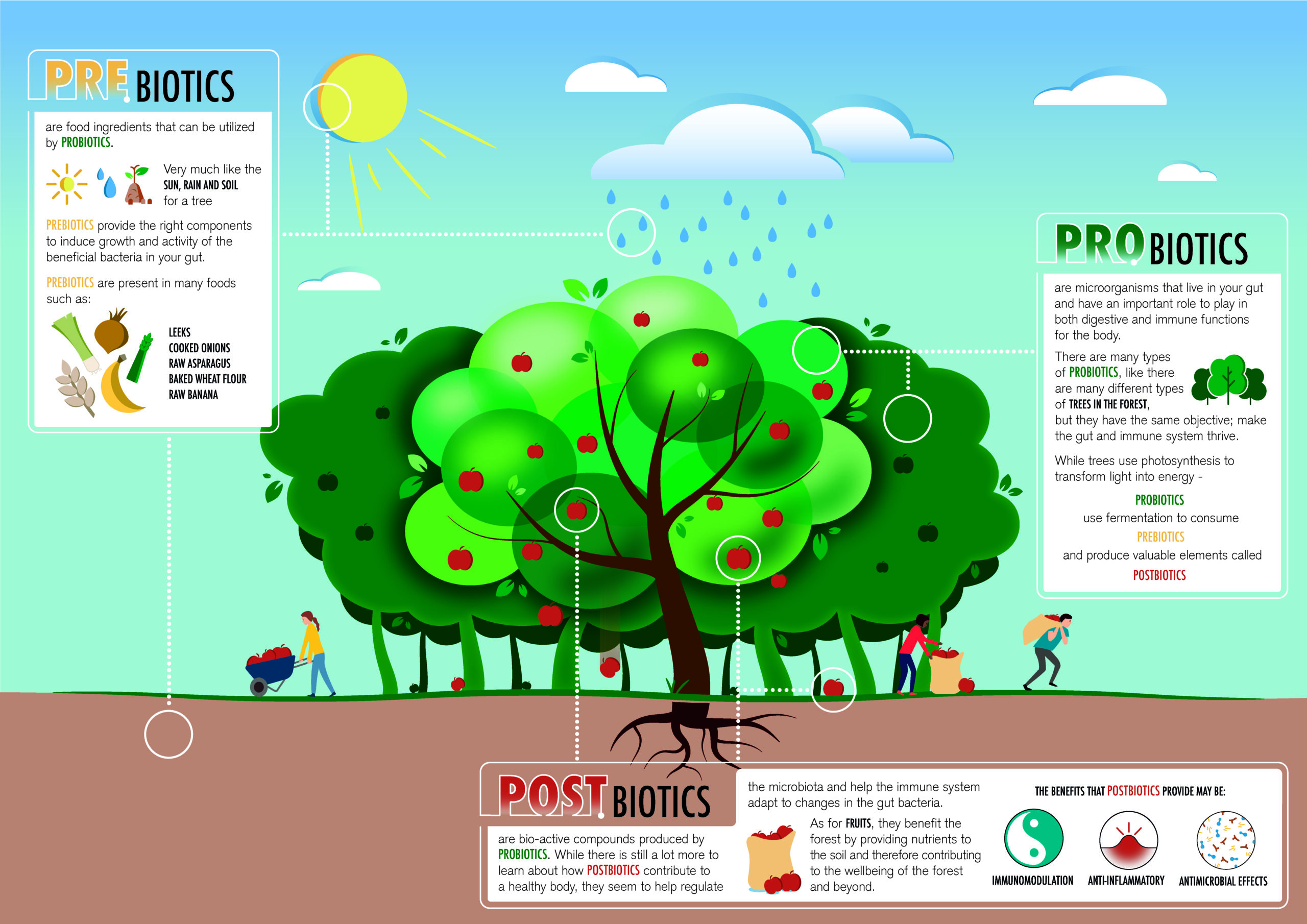 13331_Biotics_Forest_Infographic_1c